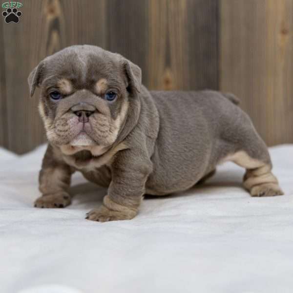 Indigo Pearl, English Bulldog Puppy
